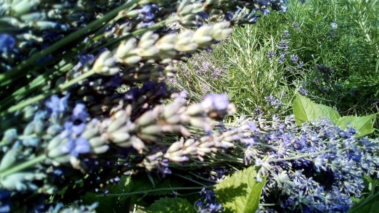 Soba Lavanda Kladovo Kültér fotó