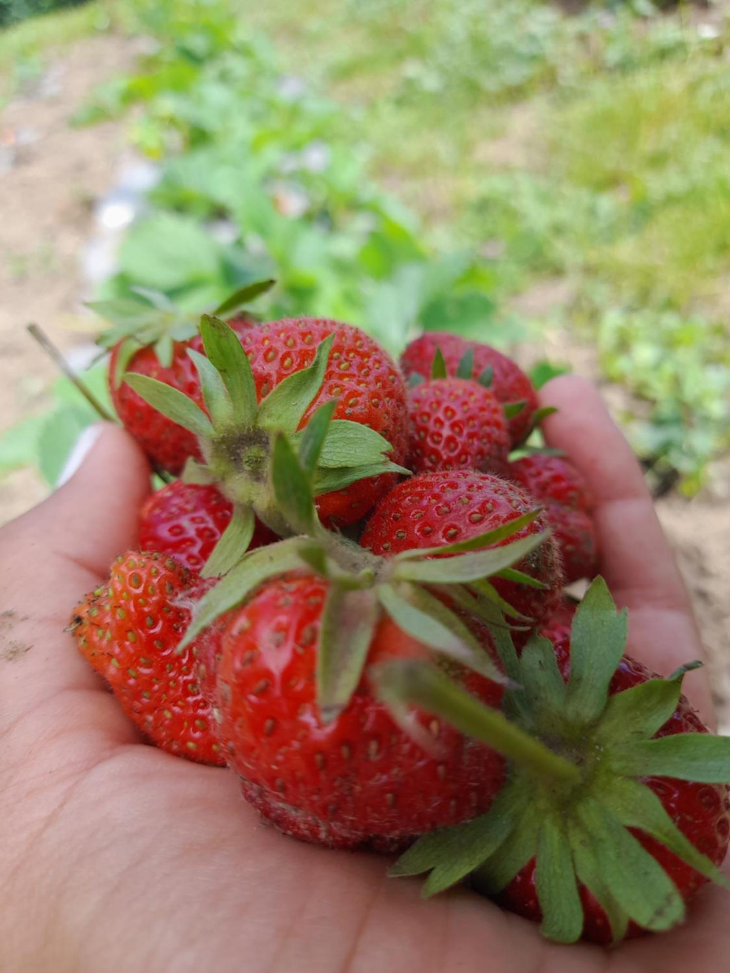 Soba Lavanda Kladovo Kültér fotó